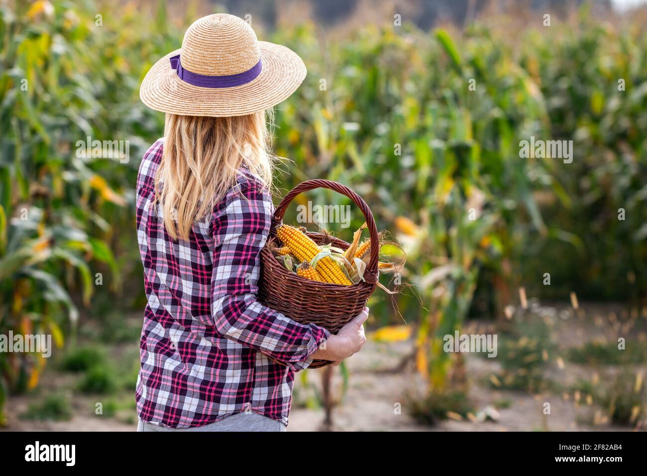 Frau Farmerin mit Strohhut, die Korbkorb im Maisfeld hält. Bio-Lebensmittel vom Bauernhof bis zum Tisch Konzept mit Frau Stockfoto