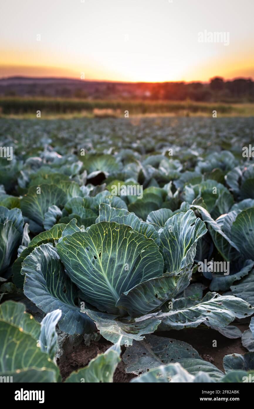 Kohlfeld bei Sonnenuntergang. Blattgemüse. Landwirtschaftliche Plantage in ländlicher Umgebung Stockfoto