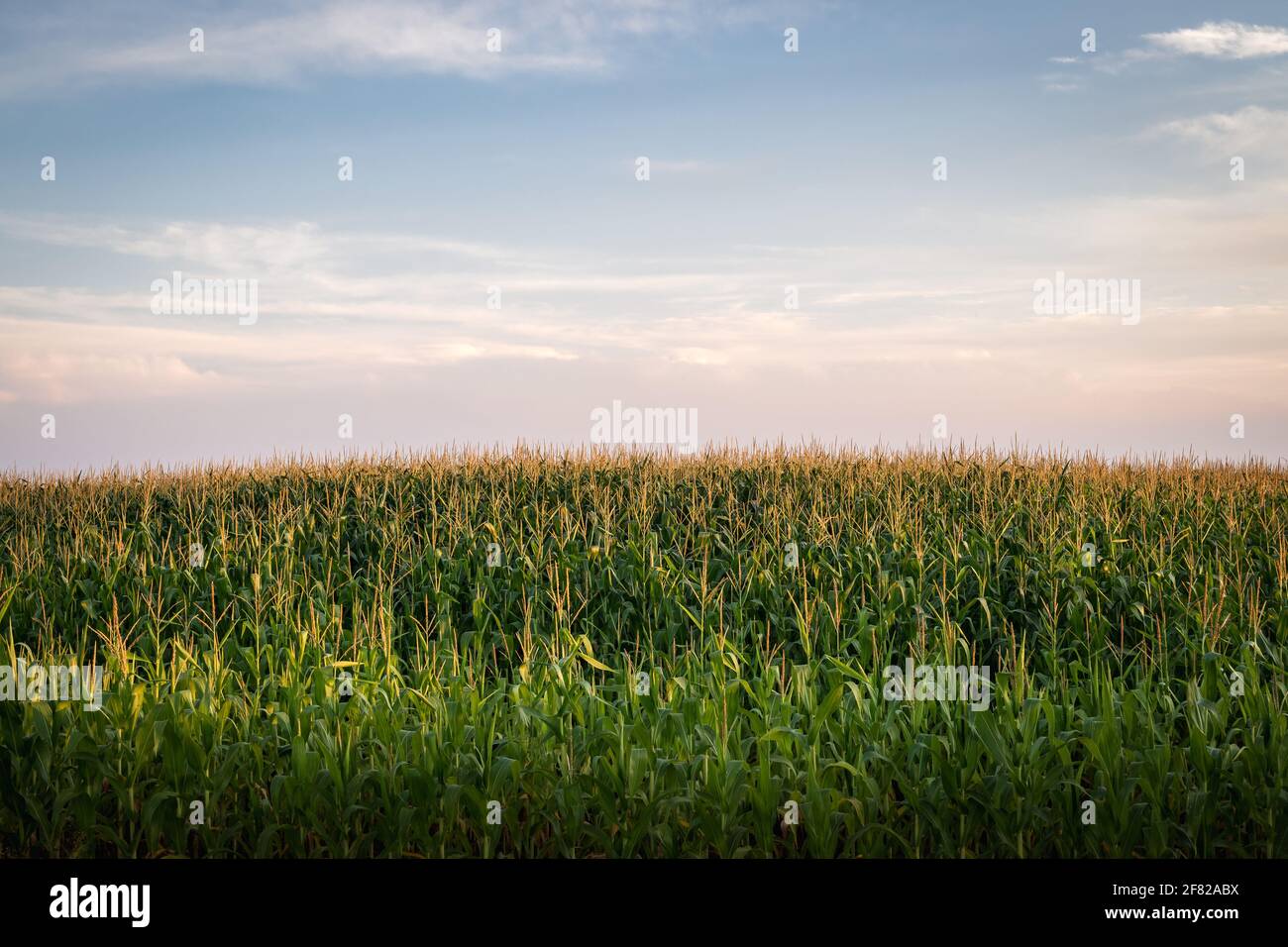 Maisfeld und Himmel im Sommer. Landwirtschaftliches Feld mit Getreidepflanze. Maisernte in ländlicher Umgebung anbauen Stockfoto