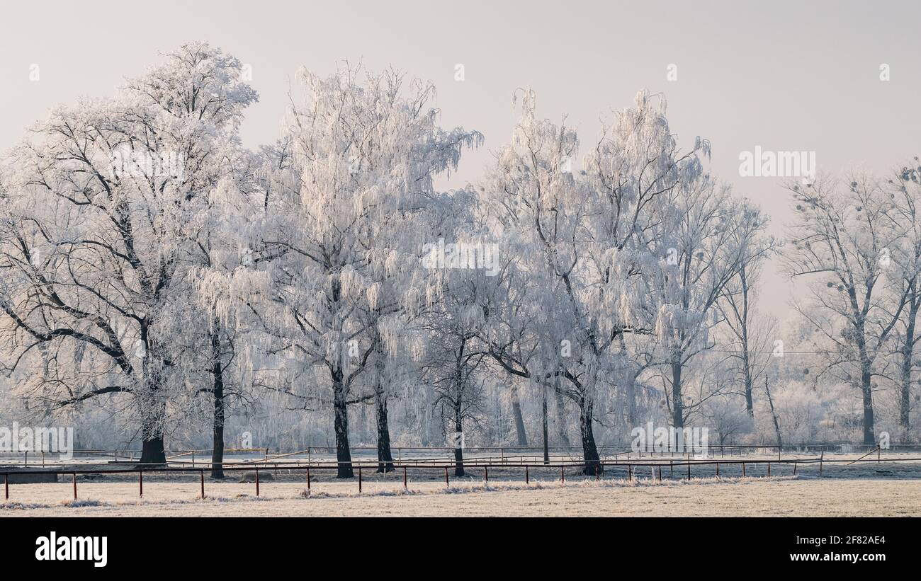 Idyllische Winterlandschaft. Frost an Birken in wunderschöner verschneiten Natur. Kaltes Wetter Stockfoto