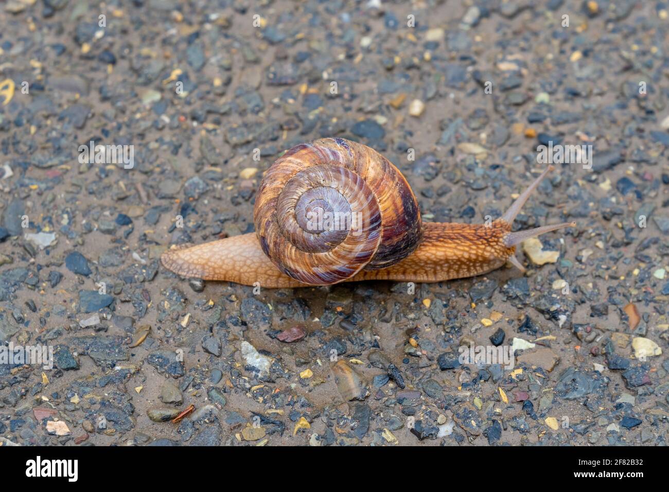 Die Schnecke bewegt sich langsam auf dem Asphalt Stockfoto