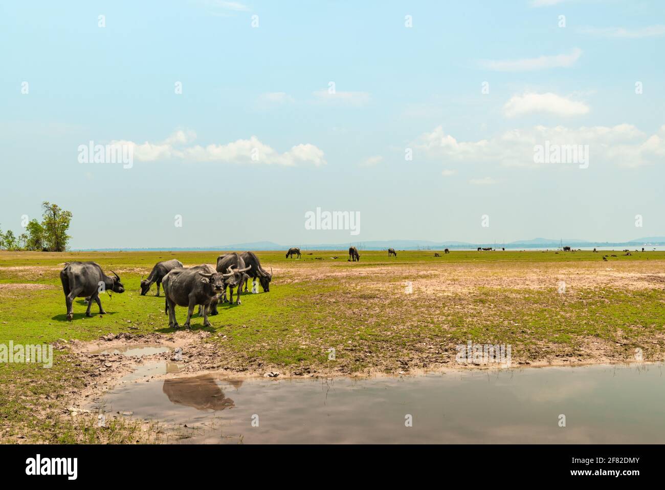 Asiatische Büffel fressen Gras am See. Stockfoto
