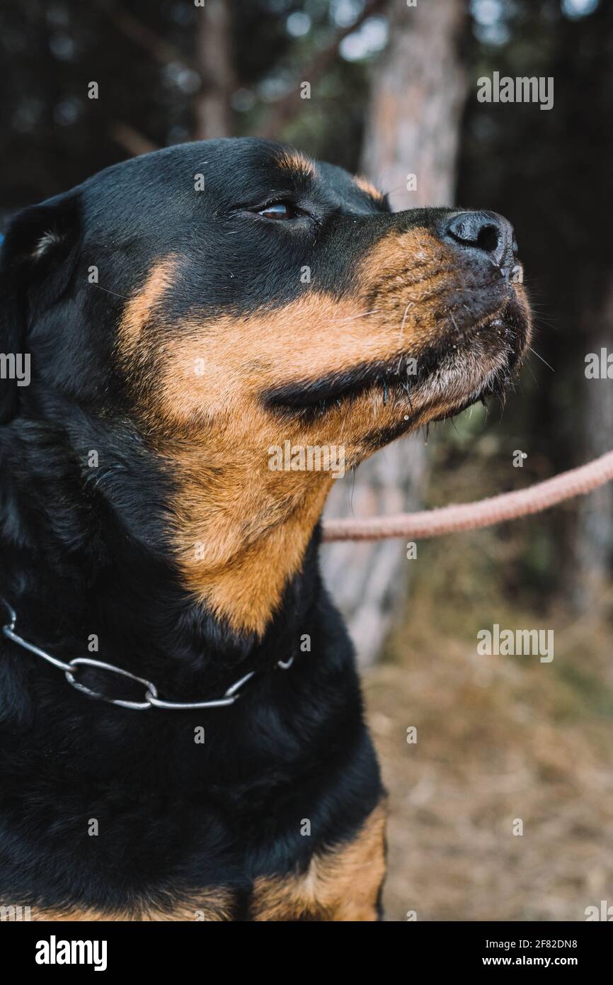 Ein imposantes American Line Rottweiler genießt einen Tag der Jagd Im Feld Stockfoto