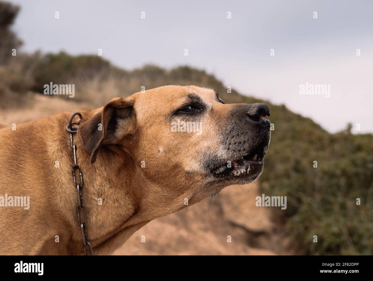 Uruguayische cimarron züchten die Hundejagd auf dem Feld. Big Game Jagdkonzept Stockfoto