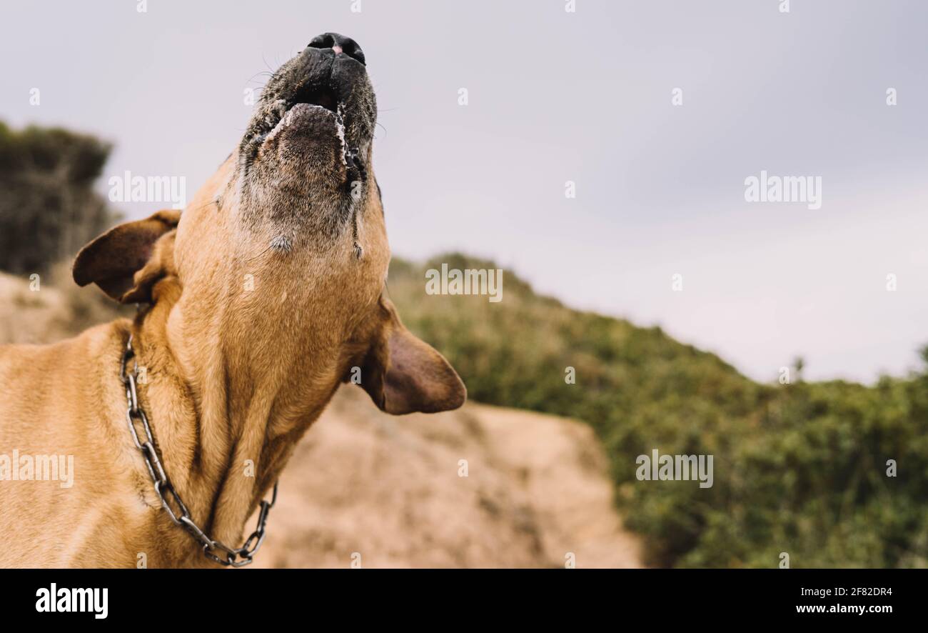 Uruguayische cimarron züchten die Hundejagd auf dem Feld. Big Game Jagdkonzept Stockfoto