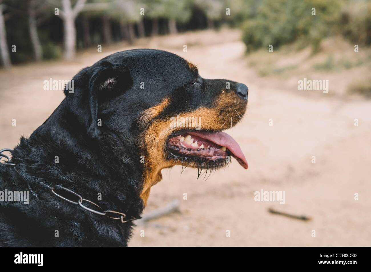 Ein imposantes American Line Rottweiler genießt einen Tag der Jagd Im Feld Stockfoto