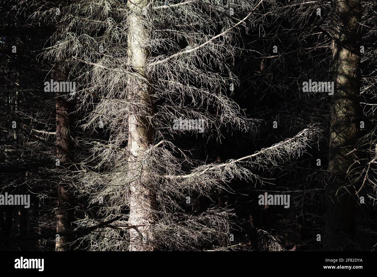 Beschädigte Fichten im Wald durch Rindenkäfer. Naturkatastrophe durch Befall Schädlinge Stockfoto