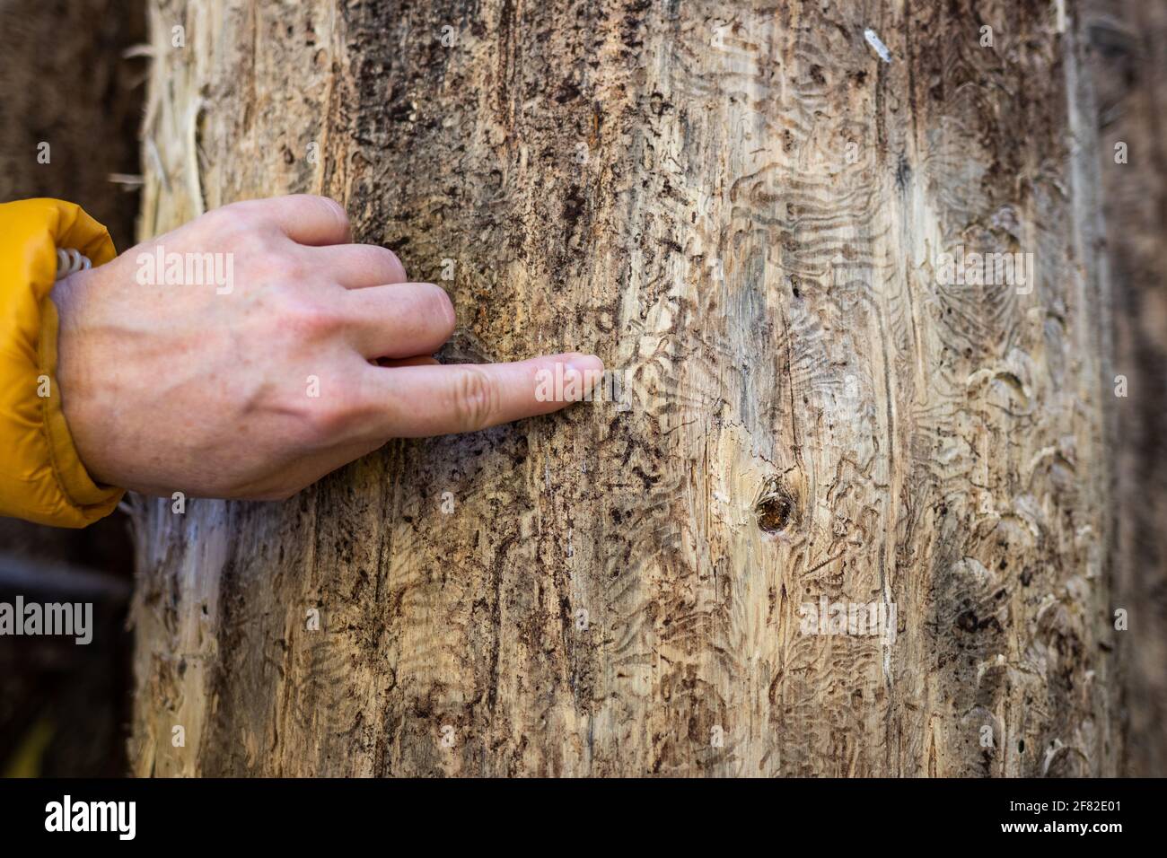 Förster zeigt den Finger auf ein Muster vom Rindenkäfer (IPS typographius) am Baumstamm. Weibliche Hand, die durch Schädlinge auf Pflanzenrinde beschädigt ist Stockfoto