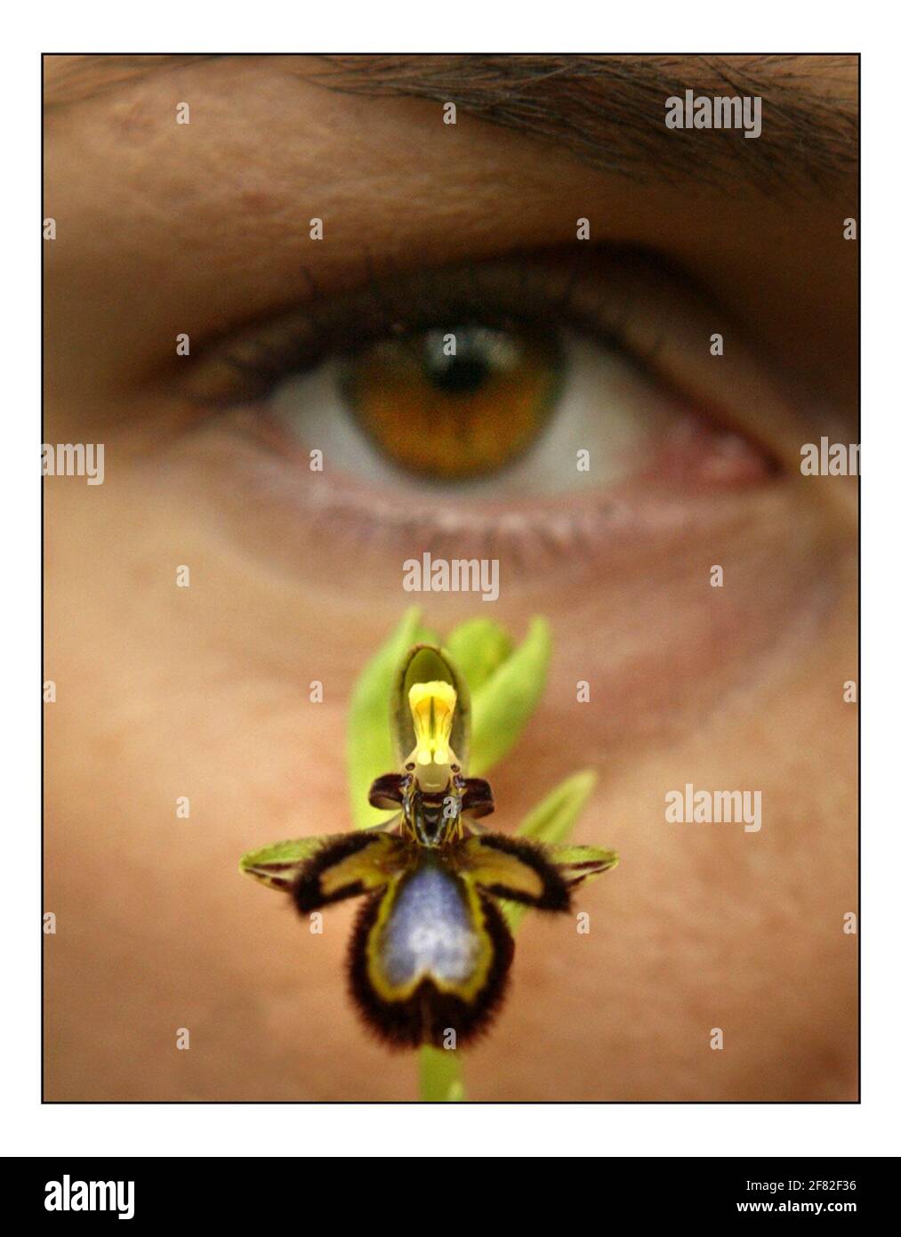 LEIDENSCHAFT: Die unwiderstehliche Schönheit der Orchideen....Kew Gardens 11. Jährliches Orchideenfest. 5. Feb. - 6. März 2005. Christine Buchmann mit einer Bienenorchidee oder Ophrys Ciliata.pic David Sandison 3/2/2005 Stockfoto