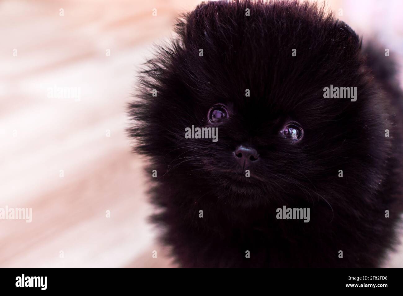 Nahaufnahme eines schwarzen pommerschen Welpen Stockfoto