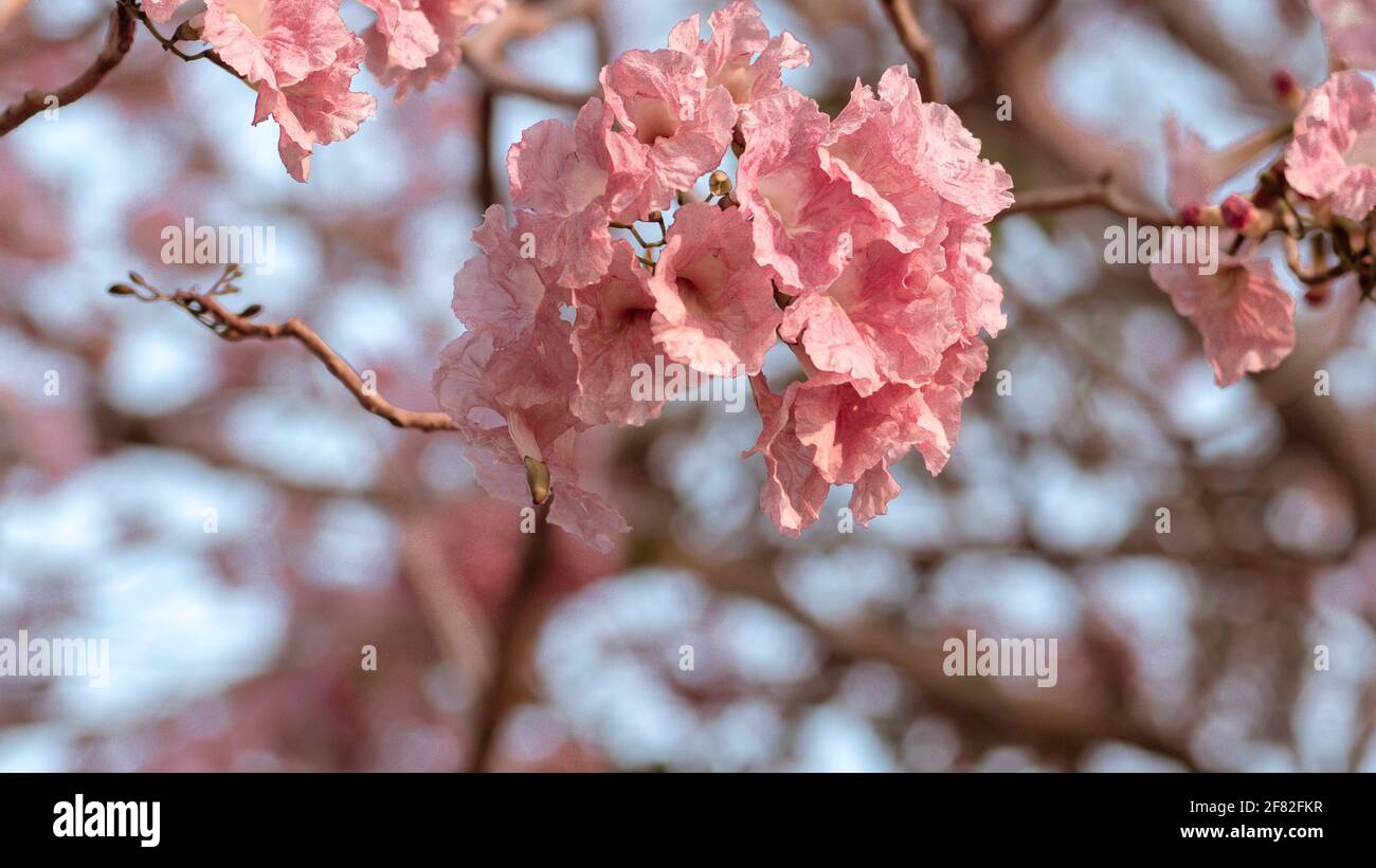 Nahaufnahme Rosa Blume Tabebuia rosea, rosa Trompetenblüten. Frühling Sommer Blume Hintergrund Stockfoto