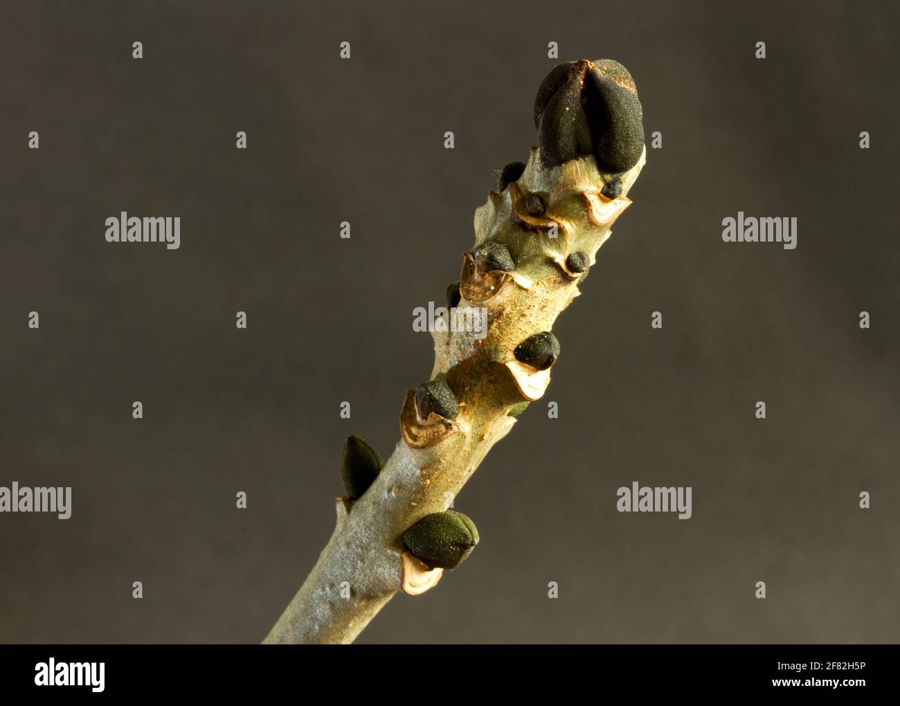 Der Aschenbaum hat markante, rußige, schwarze, konische Blattknospen. Sehr oft gehört die Asche zu den ältesten Bäumen in reifen Wäldern und kann 80 Jahre alt werden Stockfoto