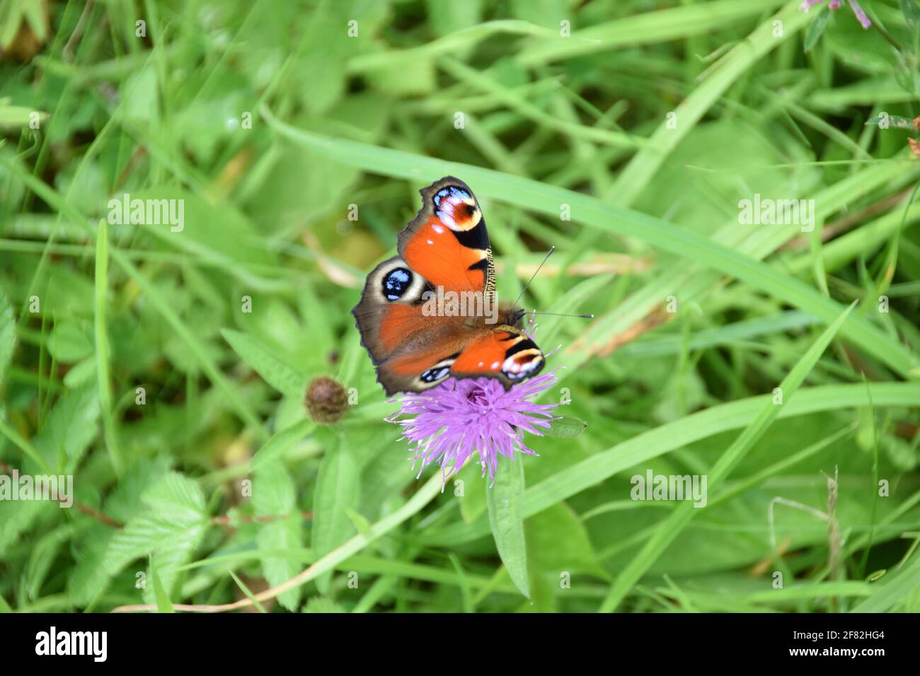 Pfauenschmetterling, Crinan Canal, Argyll, Schottland Stockfoto