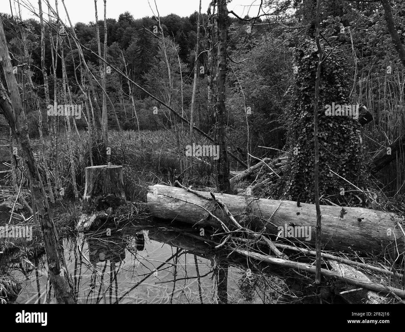 Schöner Waldsee im naional Park Plitvice, Kroatien, mit umgestürzten Bäumen, die im Wasser rotieren und eine geheimnisvolle Landschaft schaffen Stockfoto