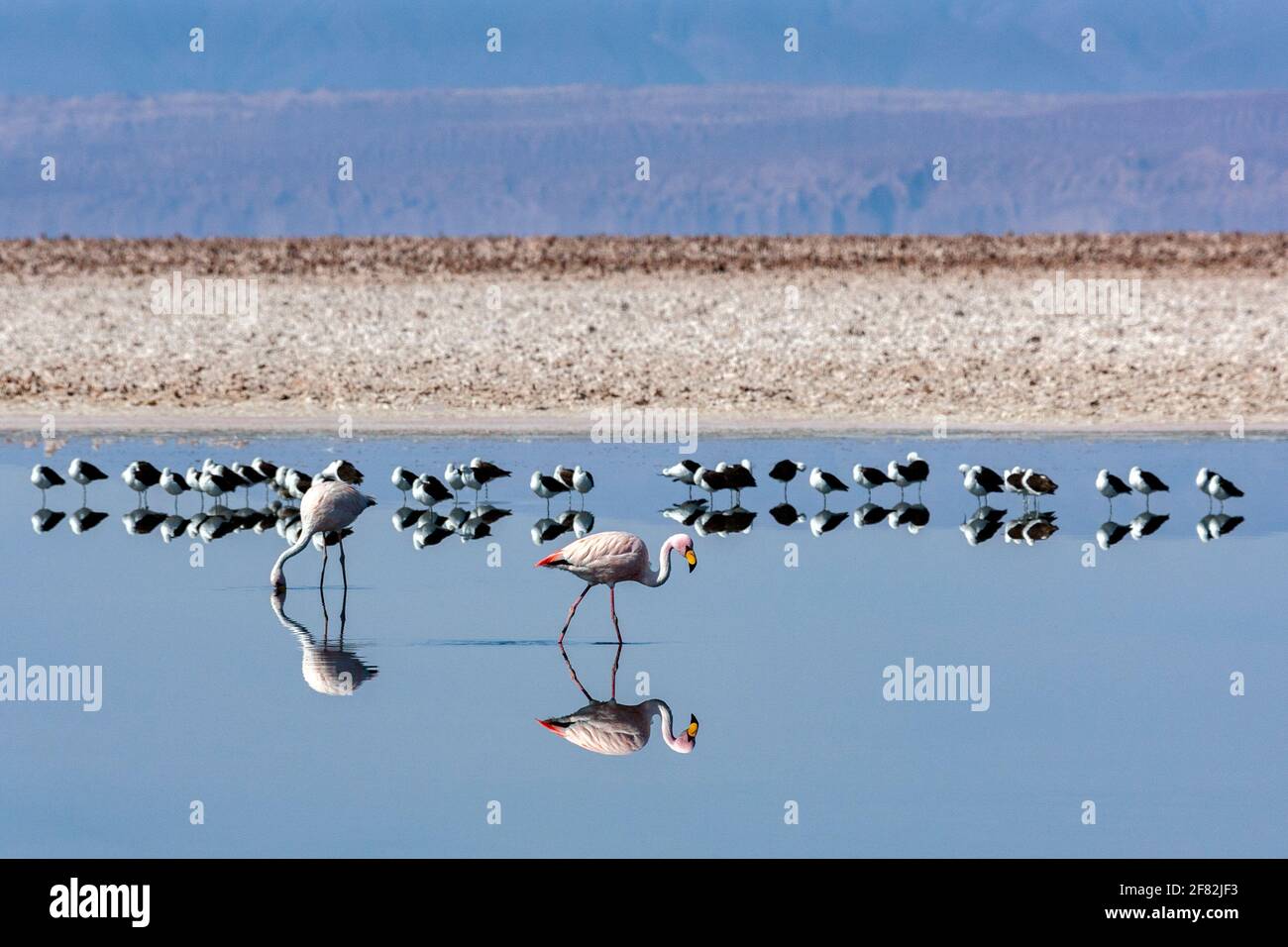 Jakobus-Flamingo (Phoenicoparrus jamesi), der in den Höhenlagen der Andenhochebenen in Peru, Chile, Bolivien und Argentinien gefunden wurde. Die Atacama Salzebenen Stockfoto