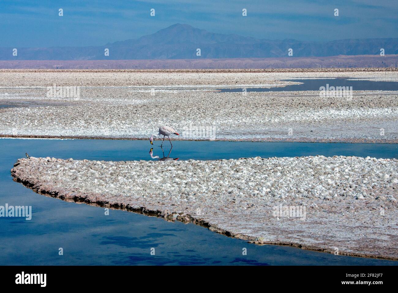 Jakobus-Flamingo (Phoenicoparrus jamesi), der in den Höhenlagen der Andenhochebenen in Peru, Chile, Bolivien und Argentinien gefunden wurde. Die Atacama Salzebenen Stockfoto
