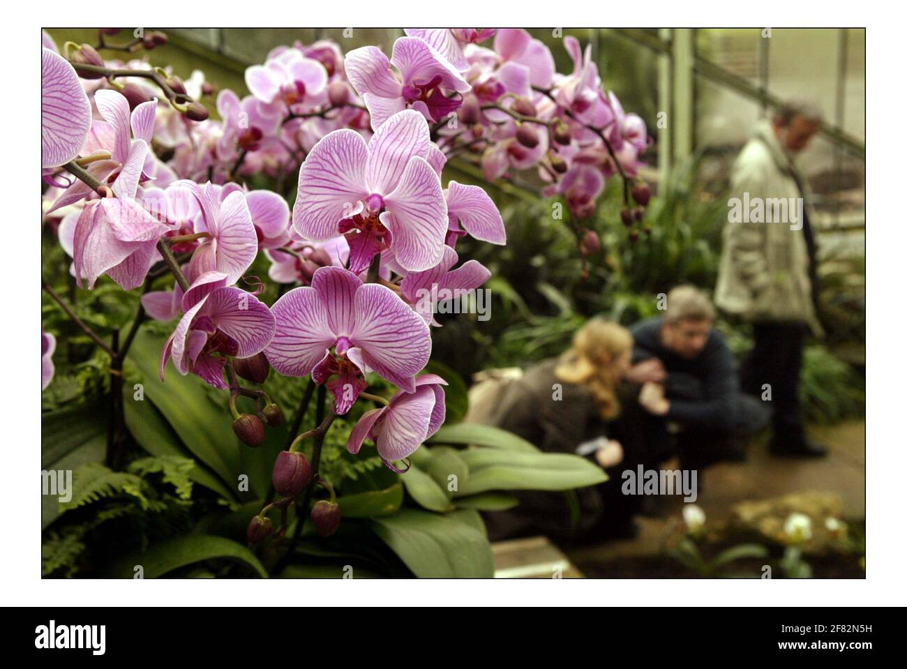 LEIDENSCHAFT: Die unwiderstehliche Schönheit der Orchideen....Kew Gardens 11th jährliches Orchideenfest. 5 Feb - 6 März 2005pic David Sandison 3/2/2005 Stockfoto