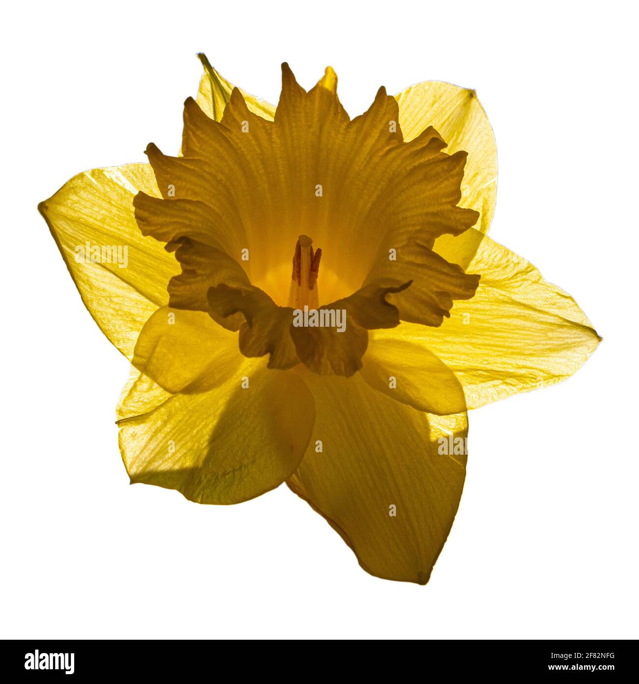 Ausschnitt aus einem hinterleuchteten Daffodil-Blütenkopf. Stockfoto