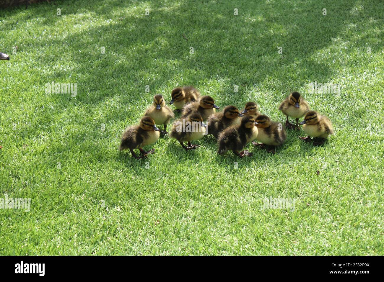 Elf entzückende Baby-Enten isoliert auf Gras. Mütterlose Baby Enten mit Kopieplatz Stockfoto
