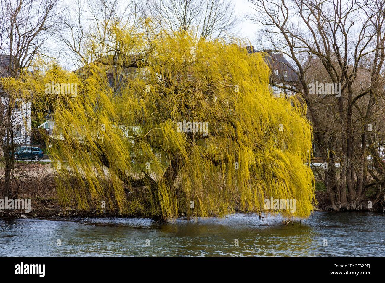 Trauerweide (Salix babylonica) im Frühling Stockfoto