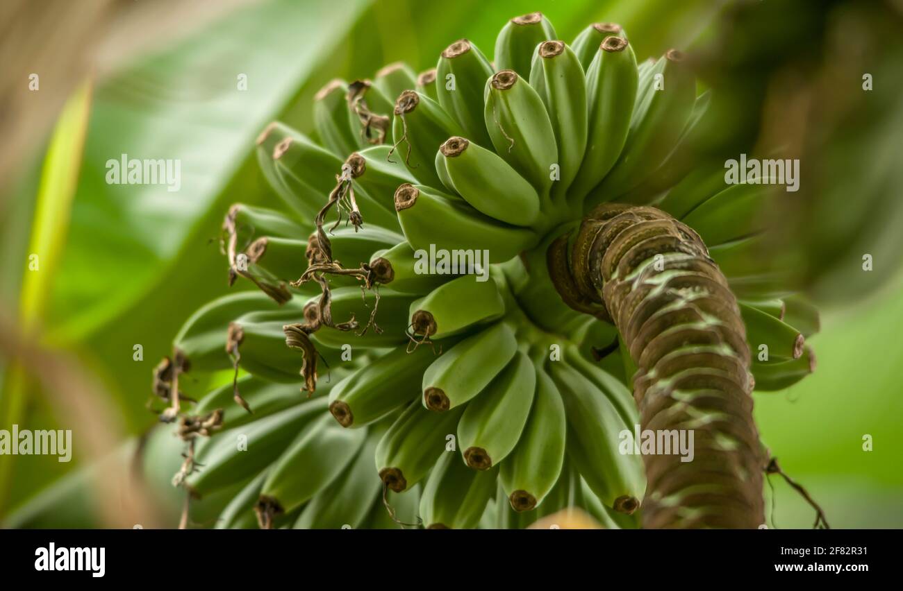 Ein paar rohe Bananenfrüchte im Garten. Ein paar frische rohe grüne Bananen hängen an einem Baum. Unreife Bananen im Dschungel aus der Nähe Stockfoto