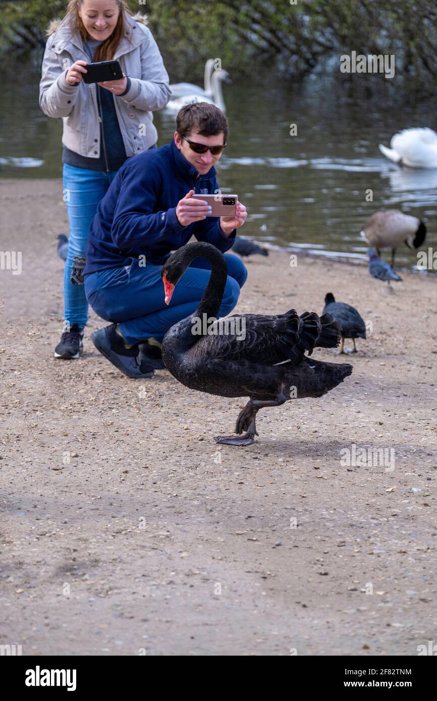 Hollow Ponds, Epping Forest, Laytonstone, London, Vereinigtes Königreich Stockfoto