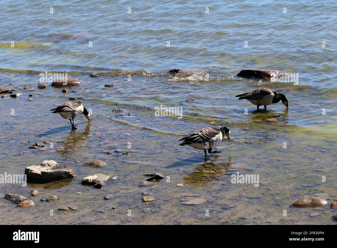 Mehrere Kanadagans, fotografiert in der Ostsee an einem Strand in Helsinki, Finnland. Juni 2019. Sonniger Sommertag. Kanadagans ist eine Entenart. Stockfoto