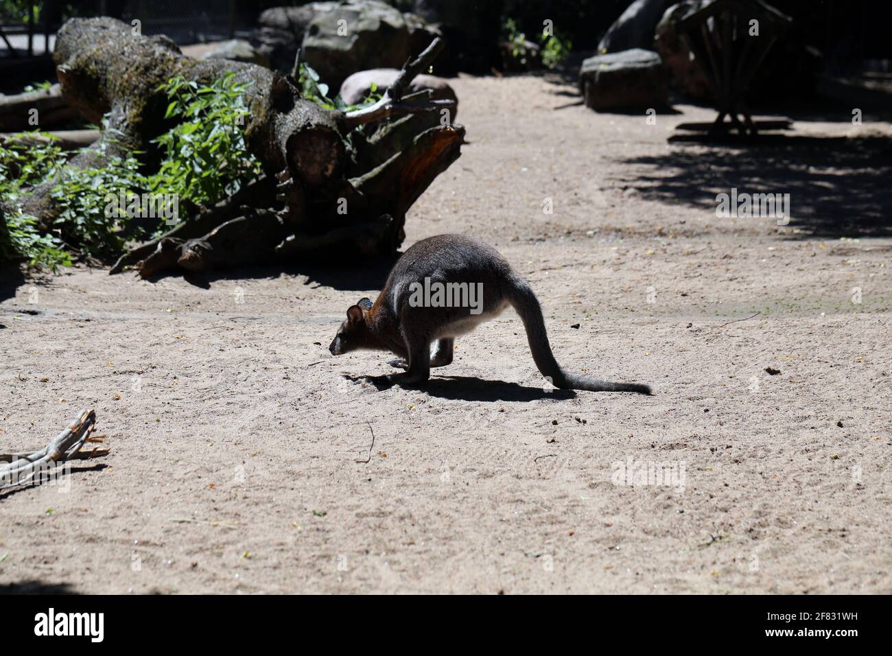 Entzückendes, kleines rotes Känguru, fotografiert in einem Zoo namens Korkeasaari in Helsinki, Finnland. Juni 2019. Sonniger Sommertag. Die niedlichen Kängurus! Stockfoto