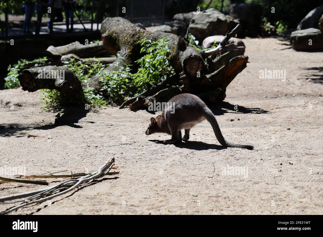 Entzückendes, kleines rotes Känguru, fotografiert in einem Zoo namens Korkeasaari in Helsinki, Finnland. Juni 2019. Sonniger Sommertag. Die niedlichen Kängurus! Stockfoto