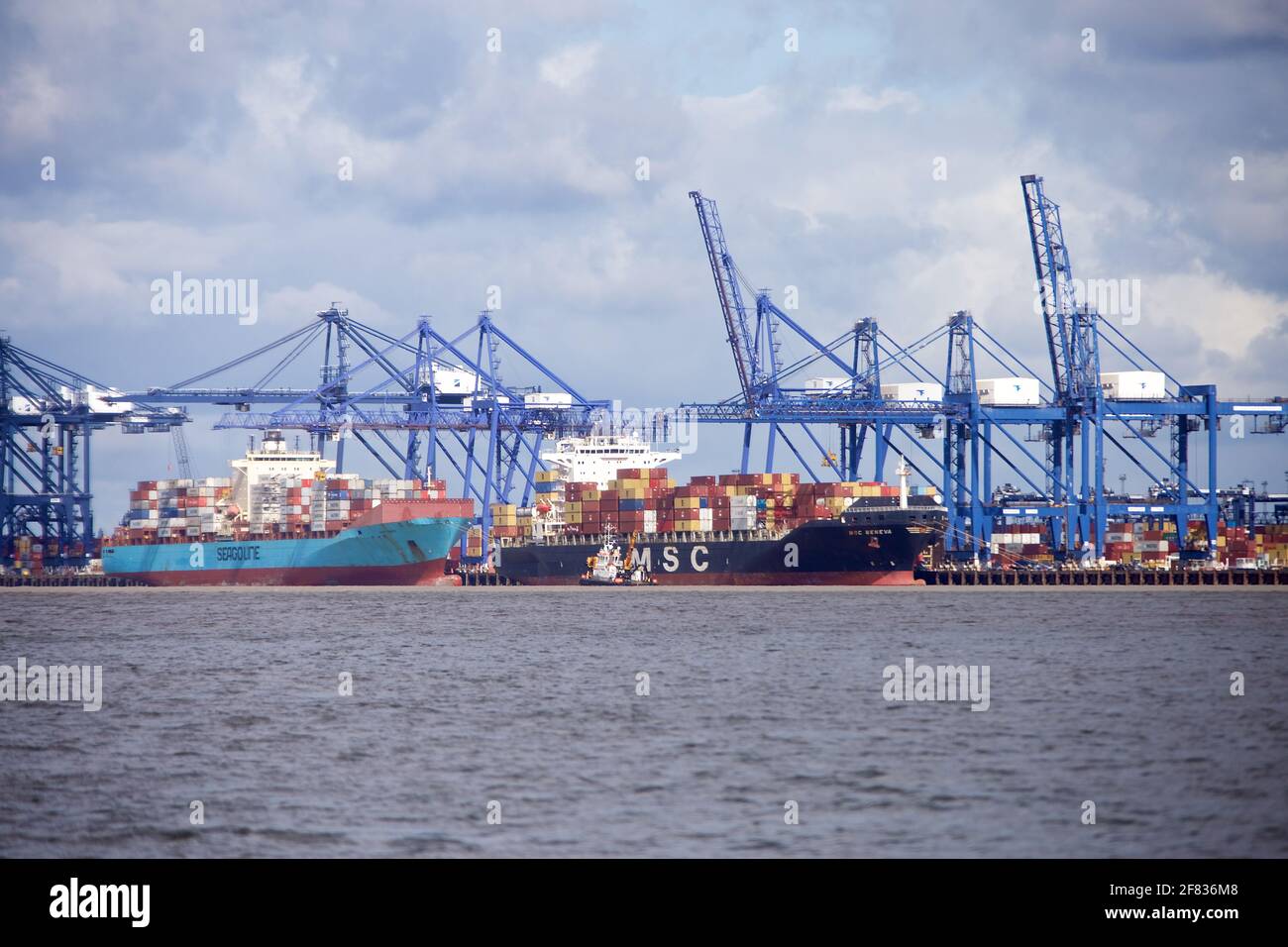Die Containerschiffe MSC Geneva und Seago Piraeus dockten im Hafen von Felixstowe, Suffolk, Großbritannien, an. Stockfoto