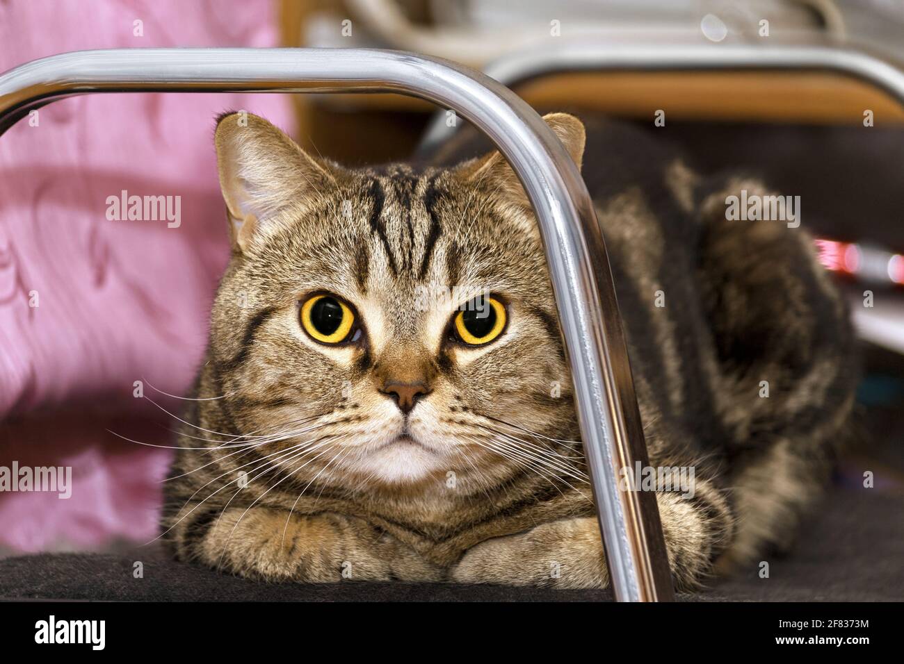 Lustige, grau gestromte Katze mit gelben Augen, sitzend und beobachtend. PET-Konzept, selektiver Fokus Stockfoto