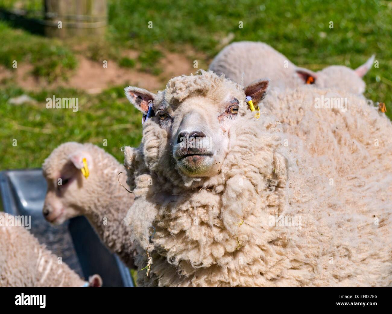 East Lothian, Schottland, Vereinigtes Königreich, 11. April 2021. Wetter in Großbritannien: Shetland-Schafe genießen die Wärme der Sonne. Eine Nahaufnahme der Mutterschafe Stockfoto