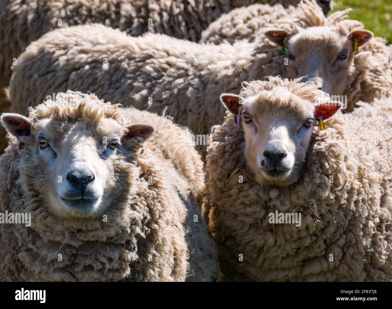 East Lothian, Schottland, Vereinigtes Königreich, 11. April 2021. Wetter in Großbritannien: Shetland-Schafe genießen die Wärme der Sonne. Eine Nahaufnahme der Mutterschafe Stockfoto