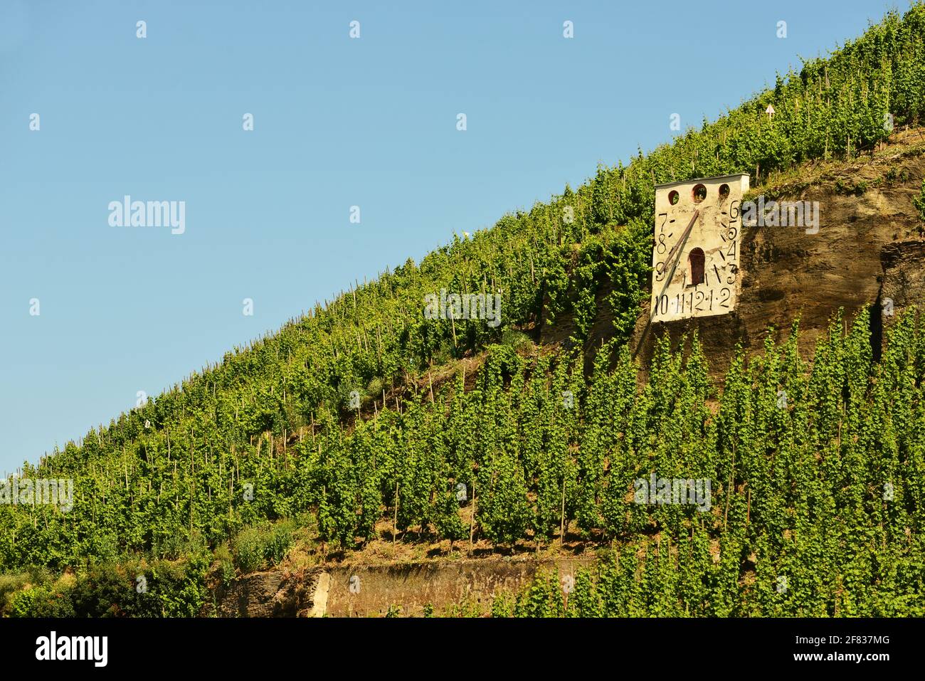 Blick auf den Weinberg Sonnenuhr an der Mosel, vor Wehlen, Deutschland Stockfoto