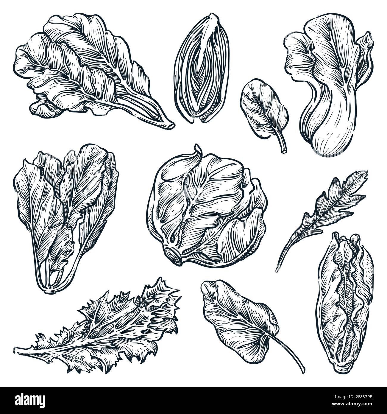 Grünes Blatt Gemüse Set, handgezeichnete isolierte Design-Elemente. Salatpflanzen, Skizzenvektor Illustration. Natürliche Bio-Lebensmittelzutaten Stock Vektor