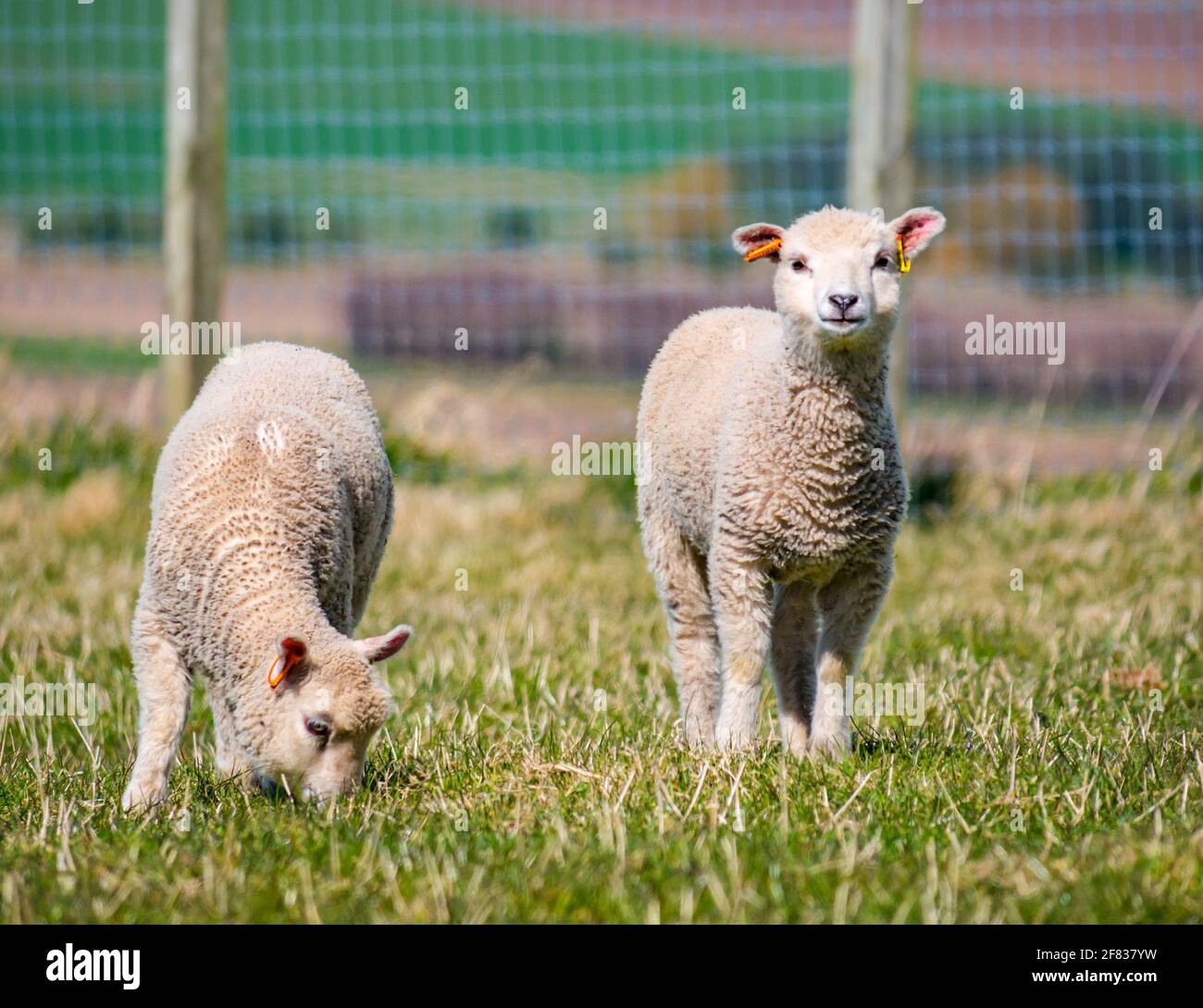 East Lothian, Schottland, Vereinigtes Königreich, 11. April 2021. UK Wetter: Shetland Schafe Lämmer in der Sonne. Die Lämmer saugen die Wärme der Sonne auf. Die Lämmer sind jetzt 6-7 Wochen alt. Zwei weibliche Lämmer (orangefarbene Ohranhänger) Stockfoto