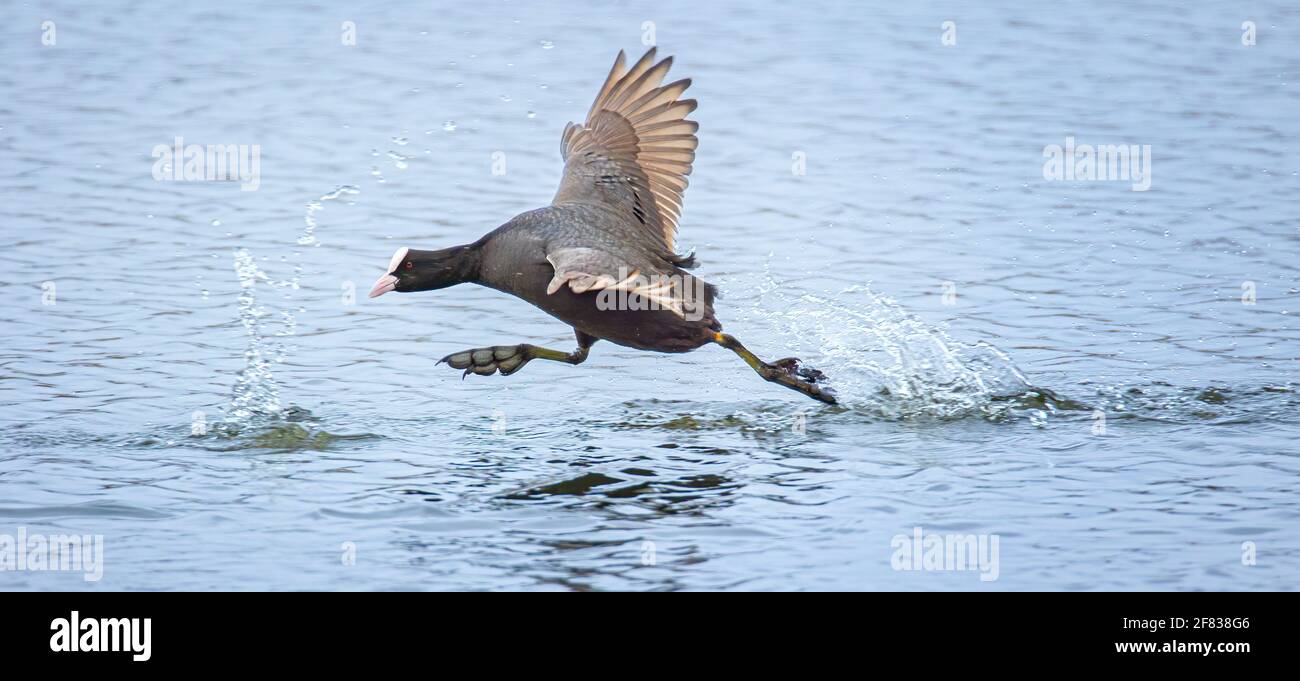 Eurasischer Coot läuft auf der Wasseroberfläche und prallt ab, das beste Foto Stockfoto