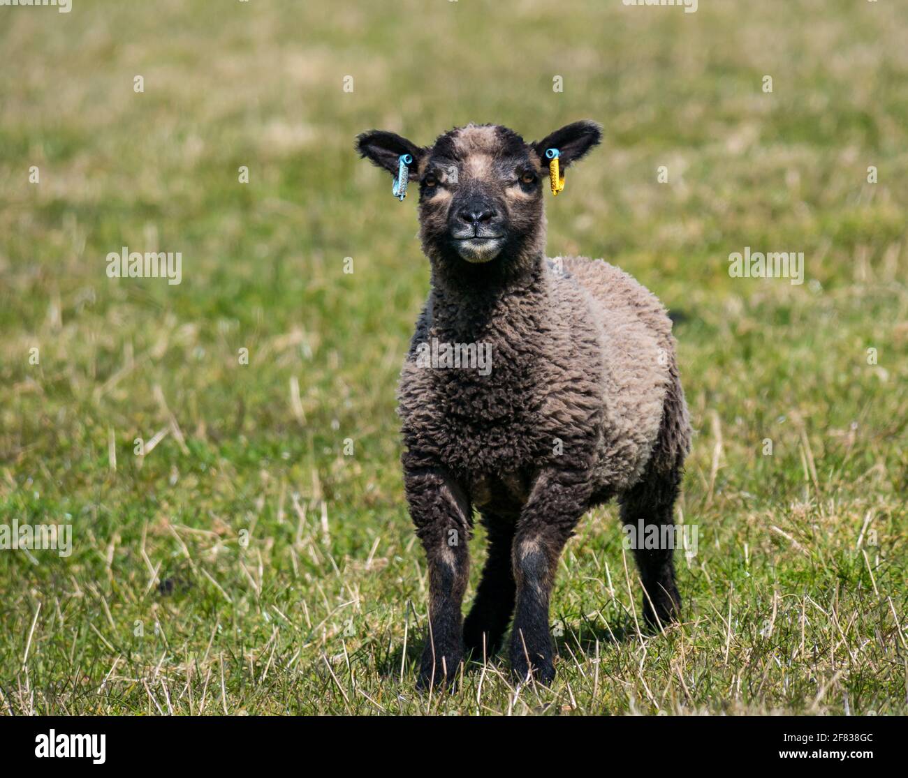 East Lothian, Schottland, Vereinigtes Königreich, 11. April 2021. UK Wetter: Shetland Schaf Lamm in der Sonne. Das Lamm ist jetzt 6-7 Wochen alt. Ein männliches, katmogetfarbenes Lamm Stockfoto