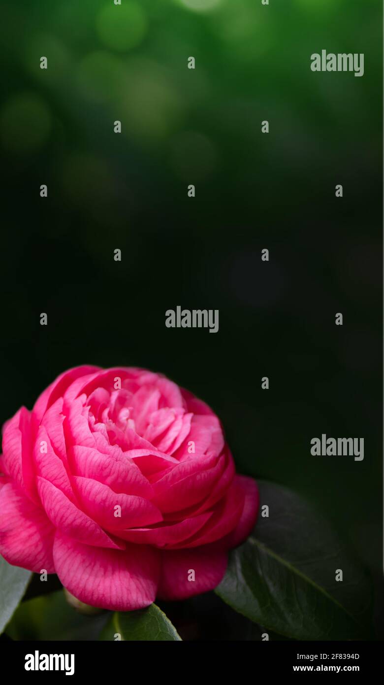 Leuchtend rosa Kamelienblume auf dem dunklen verwackelten vertikalen Hintergrund. Stockfoto