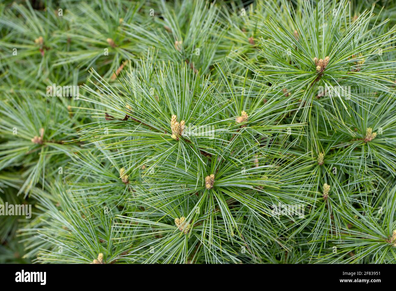 Pinus strobus oder weiße oder Weymouth Kiefernzweige Stockfoto