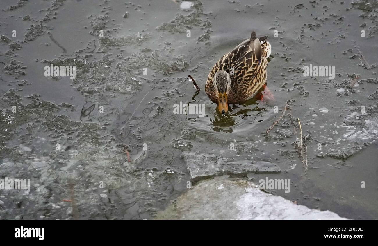 Wasche im eisigen Wasser und Suche nach Nahrung, während du überwintern Stadtsee Stockfoto