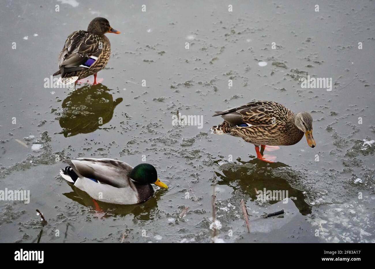 Enten überwintern auf einem eisigen Teich in einem Stadtpark Stockfoto