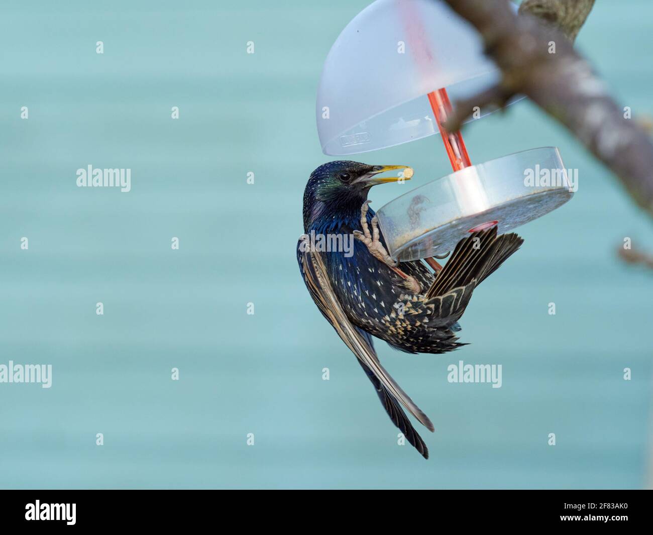 Starling, Sturnus Vulgaris, füttert Suet Pellets von einem Vogelfutterhäuschen in einem typischen britischen Garten Stockfoto