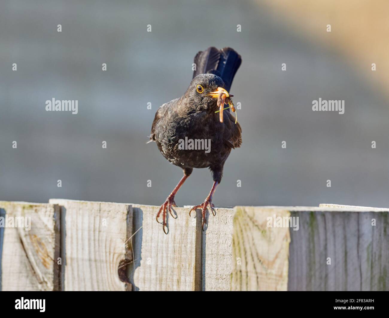 Der männliche Amsel, Turdus Merula, thronte auf einem Gartenzaun mit seinem Schnabel voller Würmer Stockfoto