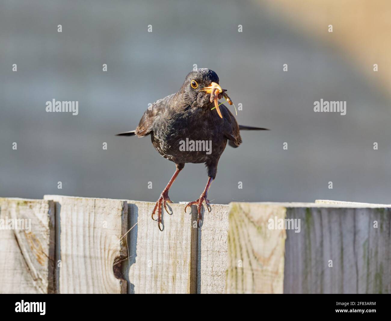 Der männliche Amsel, Turdus Merula, thronte auf einem Gartenzaun mit seinem Schnabel voller Würmer Stockfoto