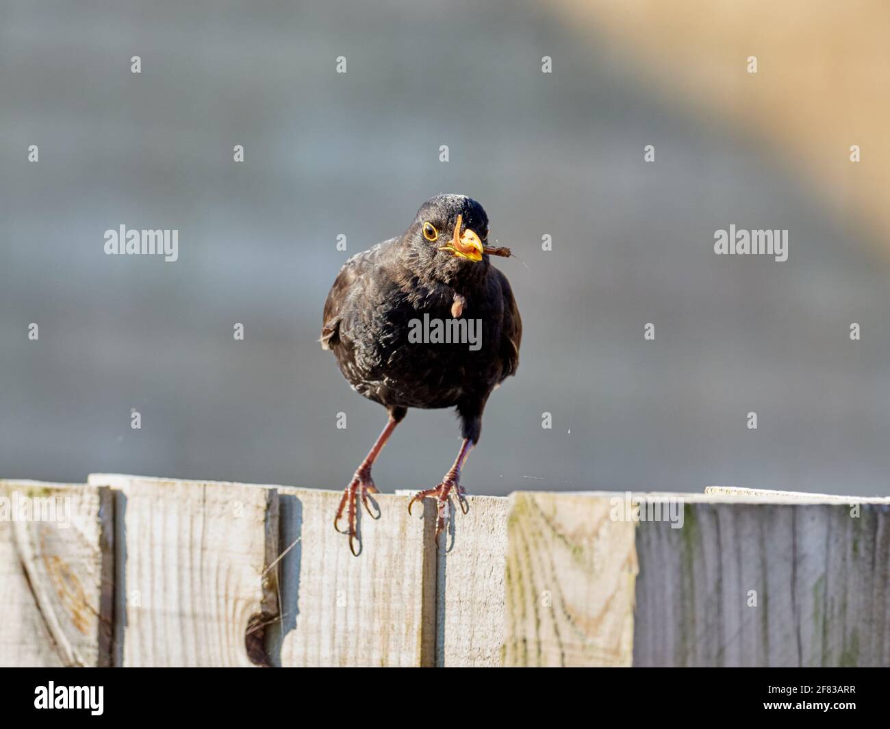Der männliche Amsel, Turdus Merula, thronte auf einem Gartenzaun mit seinem Schnabel voller Würmer Stockfoto