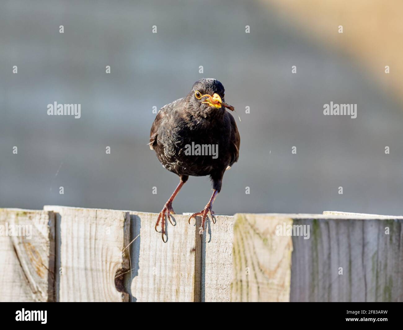 Der männliche Amsel, Turdus Merula, thronte auf einem Gartenzaun mit seinem Schnabel voller Würmer Stockfoto
