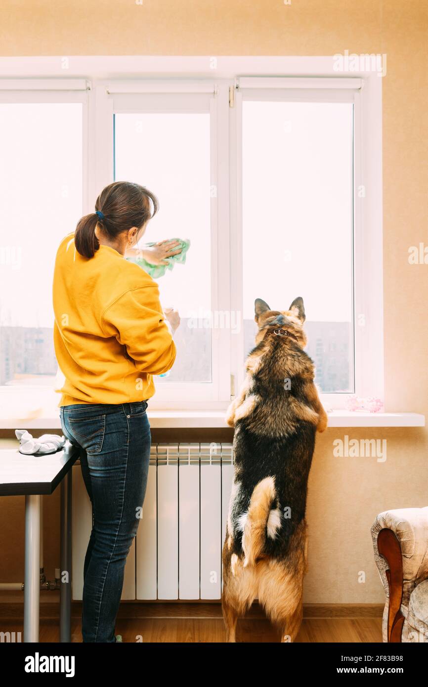 Frau Der Fünfzig In Gelben Pullover Wäscht Dusty Fenster In Wohnung. 50-Jährige Frau Reinigt Fenster Mit Rag Von Flecken. Die Frau Ist Reinigungshaus Stockfoto