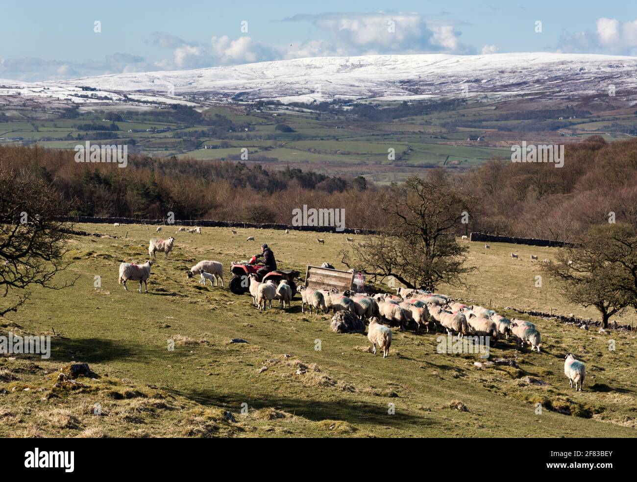 Frühling, aber kaltes Wetter, Clapdale in der Nähe von Clapham im Yorkshire Dales National Park. Ein Landwirt sammelt seine Swaledale Schafe, um sie zum Lambing auf das untere Land zu bringen. Am Horizont kann man über Nacht Schnee auf den Hügeln des Forest of Bowland sehen. Quelle: John Bentley/Alamy Live News Stockfoto