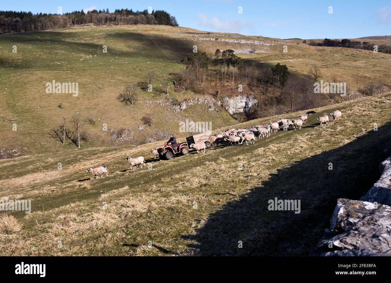 Spring Time, Clapdale in der Nähe von Clapham im Yorkshire Dales National Park. Ein Landwirt sammelt seine Swaledale Schafe, um sie zum Lambing auf das untere Land zu bringen. Quelle: John Bentley/Alamy Live News Stockfoto